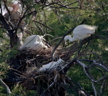 Aigrette garzette